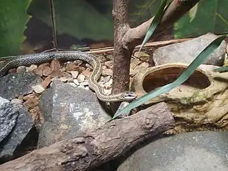 Description de l'image Culebra de cola larga.jpg.