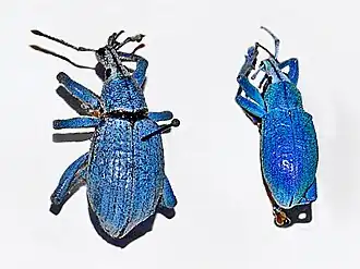 Description de l'image Curculionidae - Eupholus humeridens.JPG.