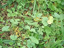 Cuscuta campestris : colonisation du milieu