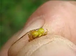 Cuscuta campestris - 2 graines dans une capsule