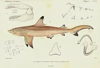 Dessin scientifique (relativement incorrect) du XIXe&nbsp;siècle.