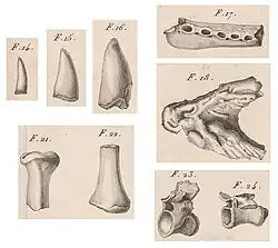extraits de dessins d'os et de dents, gravure du XIXe siècle.