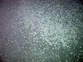 Cyanagraea praedator