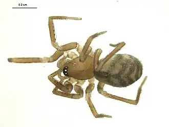 Description de l'image Cybaeota calcarata.jpg.