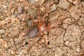 Description de l'image Cybaeus charlesi 308353247.jpg.