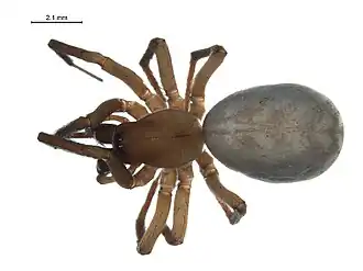 Description de l'image Cybaeus morosus f2.jpg.