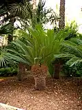 Pied de Cycas revoluta