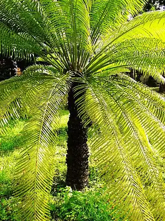 Description de l'image Cycas circinalis03.jpg.
