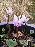 Cyclamen cilicium