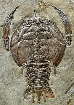 Cycleryon propinquus