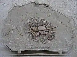 Fossile de Cyclobatis oligodactylus, Mim Museum