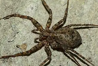 Description de l'image Cycloctenus fugax.jpg.