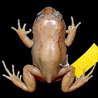 Description de l'image Cycloramphus stejnegeri.jpeg.