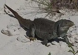 Iguane marchant sur du sable blanc, la tête dressée.