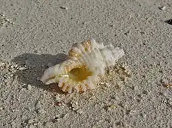 Un Monoplex aquatilis échoué sur la plage.