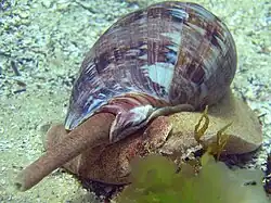 Cymbiola magnifica vivant.