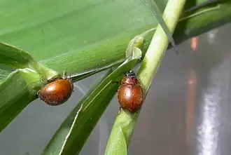 Description de l'image Cynegetis impunctata.jpg.