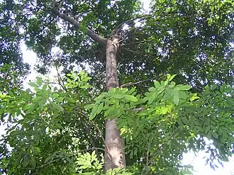 Cynometra malaccensis