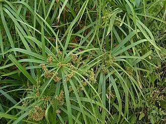 Description de l'image Cyperus alternifolius.jpg.