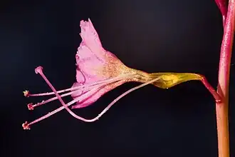 Description de l'image Cyphomeris gypsophiloides - Flickr - aspidoscelis.jpg.