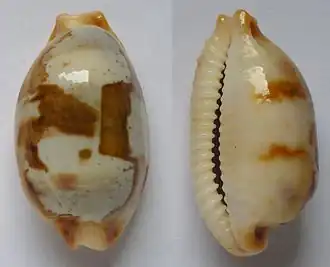 Description de l'image Cypraea stolida.jpg.