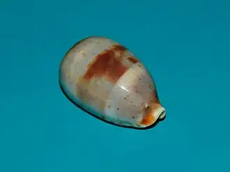 Bistolida erythraeensis