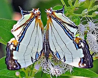 Description de l'image Cyrestis telamon whitmei.jpg.