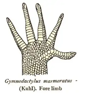 Description de l'image CyrtodactylusMarmoratusForelimb.jpg.