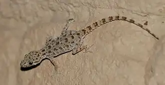 Description de l'image Cyrtopodion scabrum cropped.jpeg.