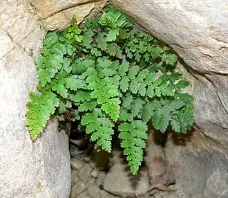 Description de cette image, également commentée ci-après