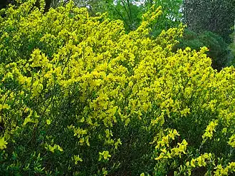 Description de l'image Cytisus decumbens 001.JPG.