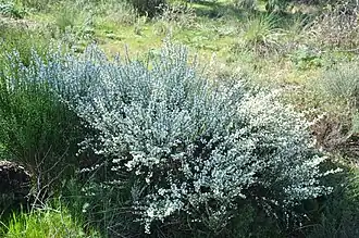 Description de l'image Cytisus multiflorus 1.JPG.