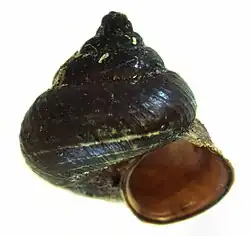 Cytora lignaria (Pupinidae)