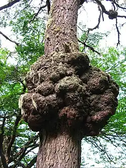 Le nœud formé autour du tronc d'un Nothofagus. Ce nœud-ci fait environ 3&nbsp;m de circonférence. Terre de Feu (Argentine).