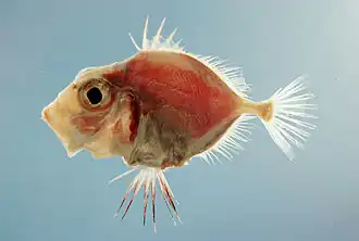 Cyttopsis rosea (Parazenidae)