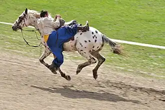 Voltige cosaque sur un seul cheval