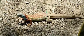 Description de l'image DSCN2301mod.jpg.