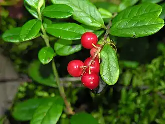 Description de l'image DSCN2322 resize.jpg.