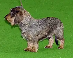 Un teckel à poil dur (sanglier).