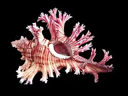 Chicoreus palmarosae