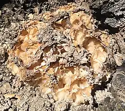 La Pézize faux-sparassis (Daleomyces phillipsii)