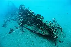 illustration de Dahlia / YMS 82