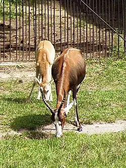 Femelle et jeune au zoo de Prague