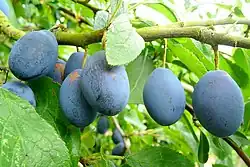 Fruits ovales, bleu foncé tirant sur le violet, dans un arbre