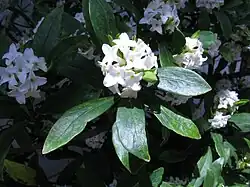 D. odora  ‘alba’