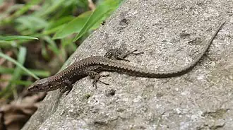 Description de l'image Darevskia derjugini.jpg.