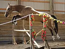 Un cheval à la robe isabelle franchit un oxer dans un manège.