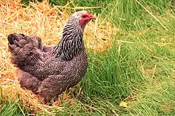 Poule Brahma perdrix argenté maillé