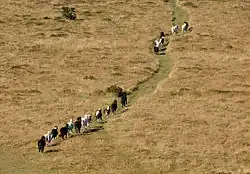 Vingt poneys Dartmoor évoluent en colonne dans la campagne du Devon.