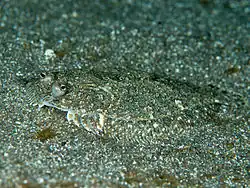 Engyprosopon grandisquama